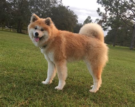 Japanese Akita Inu Puppies for sale .